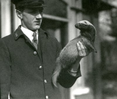 Keeper Leslie Flewin Holding a Grison, London Zoo, 1923 by Frederick William Bond